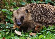Brown Rodent on Grass