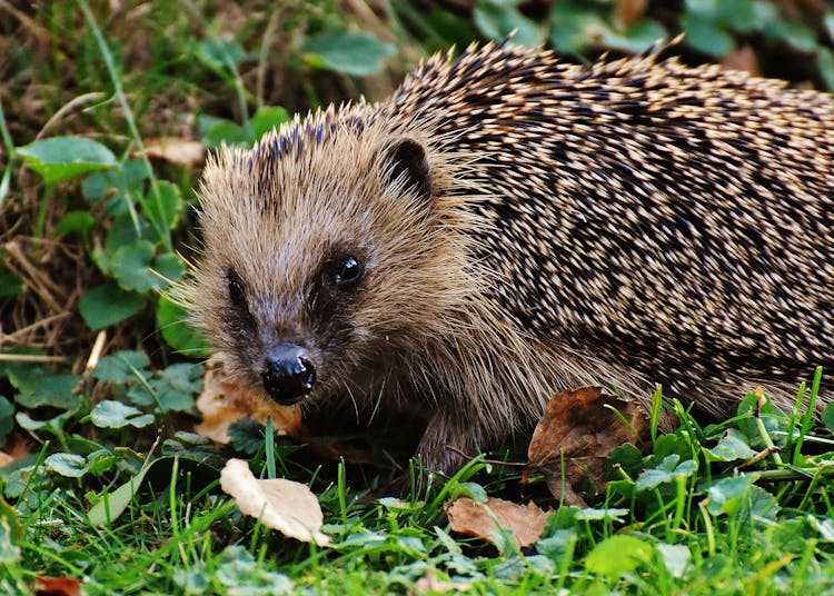 Brown Rodent On Grass