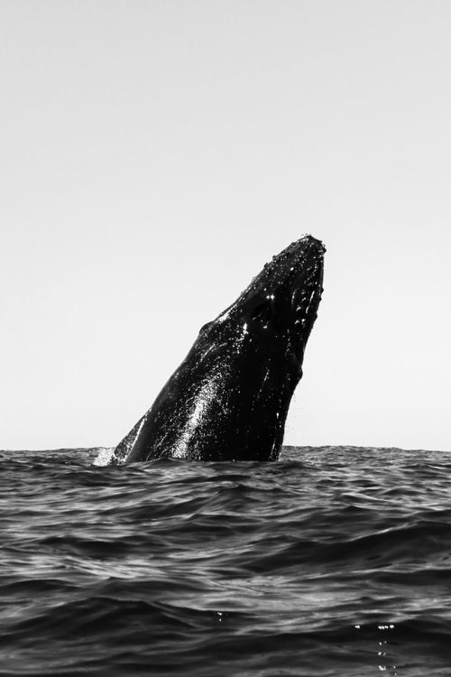 Free Stunning black and white photo capturing a whale breaching in the ocean. Stock Photo