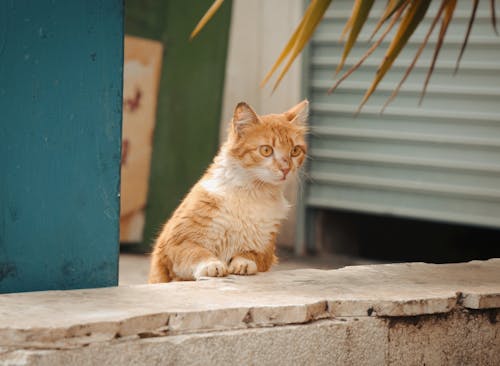Orange Cat Looking over Fence