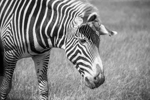 Gratis stockfoto met detailopname, dierenfotografie, herbivoor