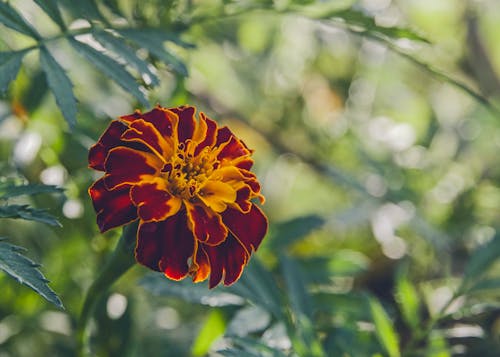 Marigold in the garden