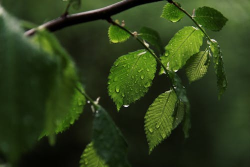 Бесплатное стоковое фото с ветвь, веточка, дождь