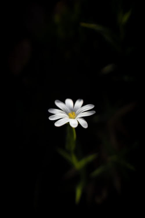 Ingyenes stockfotó fehér virág, finom, függőleges lövés témában