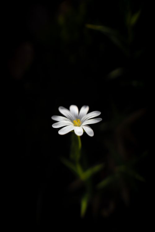 Free A close-up view of a delicate white greater stitchwort flower against a dark background. Stock Photo