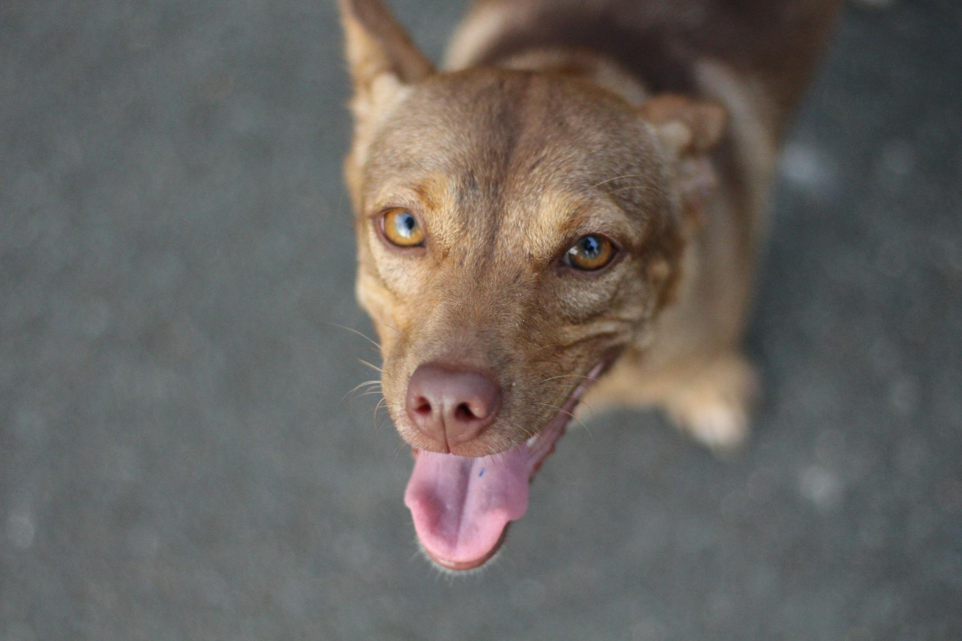 Panting Dog Looking Up