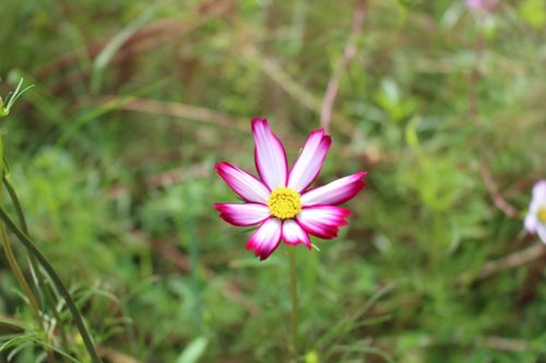 Free Close-up of a blooming pink cosmos flower in a lush green garden setting. Stock Photo