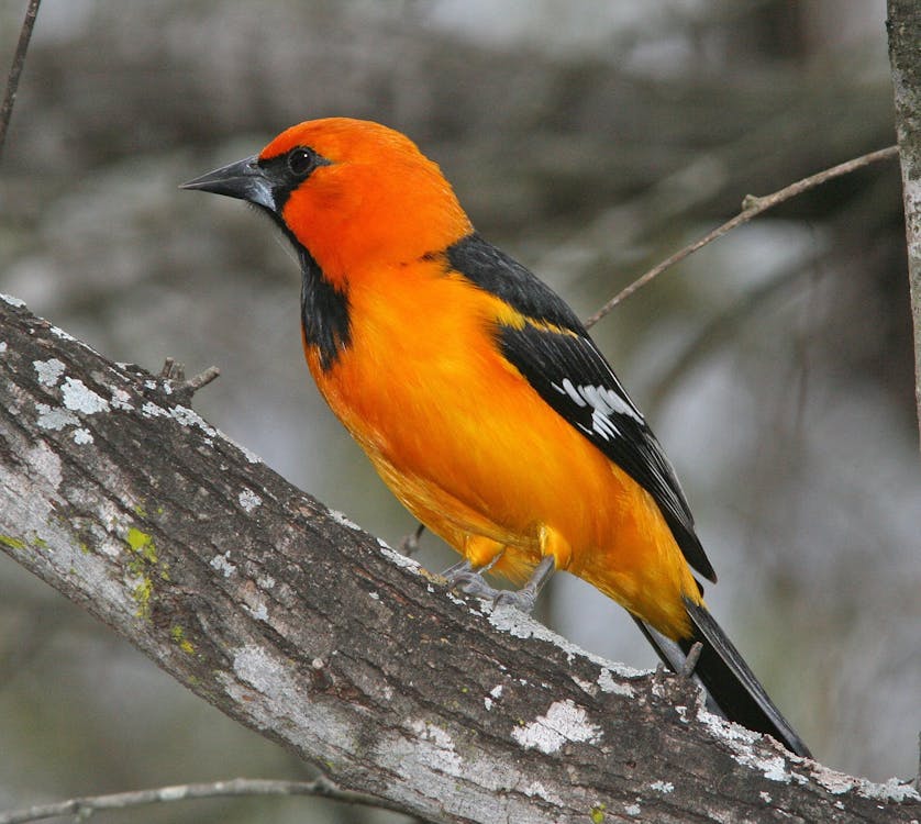 木の枝にとまるオレンジと黒の鳥 無料の写真素材