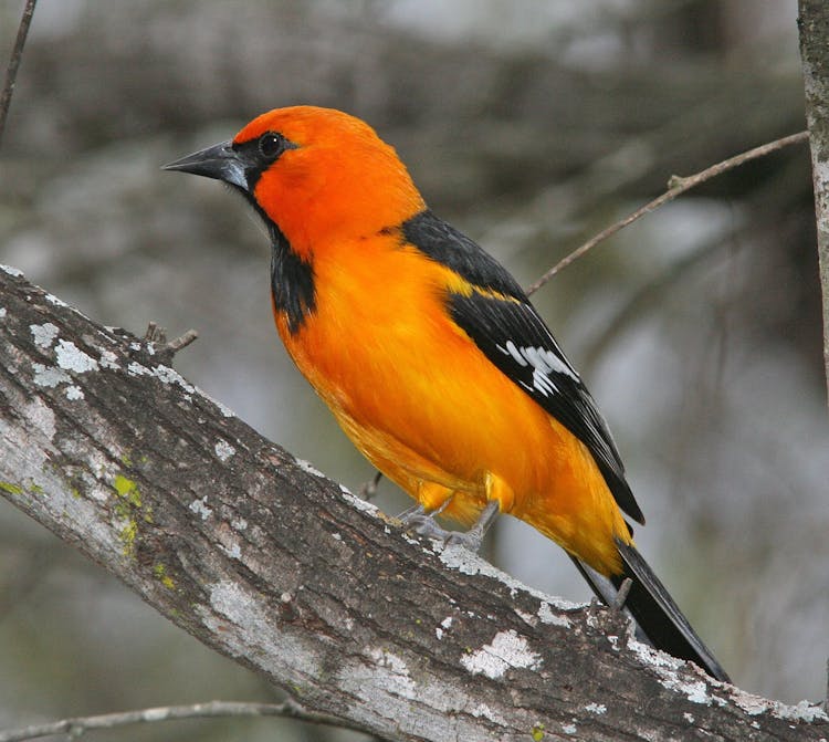 Orange And Black Bird Perching On Tree Branch