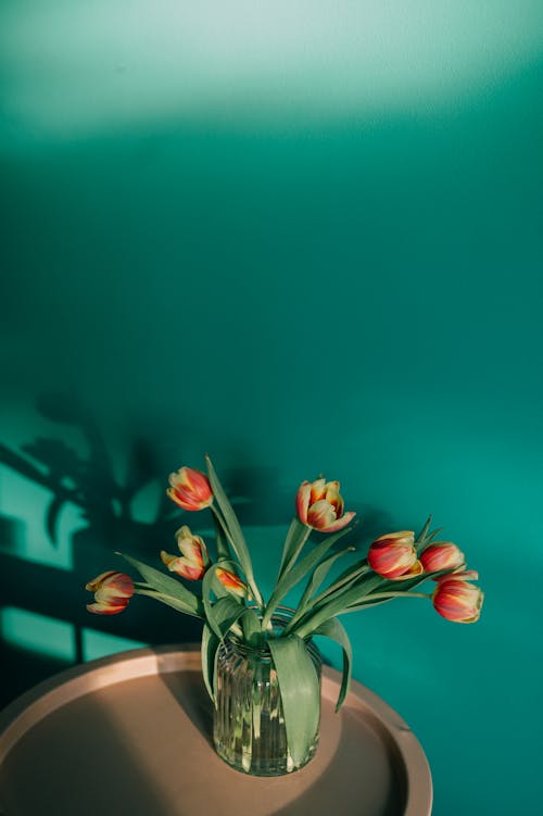 Ảnh lưu trữ miễn phí về hệ thực vật, hoa tulip, lá