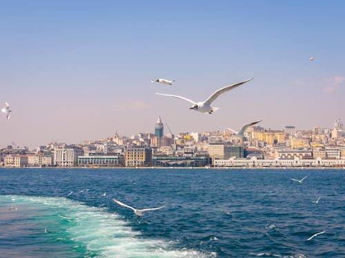 Ilmainen kuvapankkikuva tunnisteilla bosporin, galata-torni, Istanbul