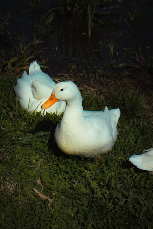 Fotobanka s bezplatnými fotkami na tému farma, hydina, kačica