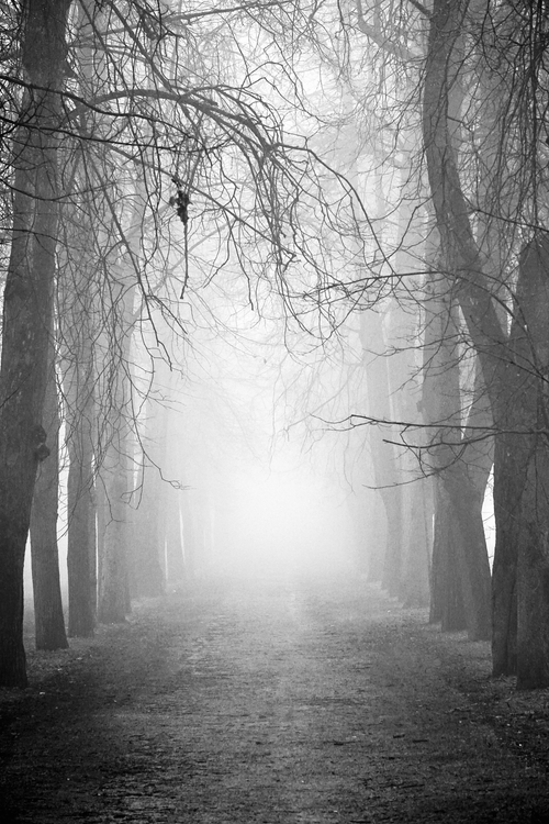 Free A mysterious foggy pathway through a forest with bare trees in a monochrome setting. Stock Photo