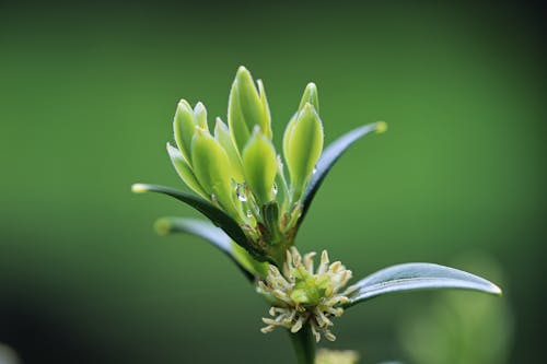 Kostnadsfri bild av biologi, botanisk, dagg