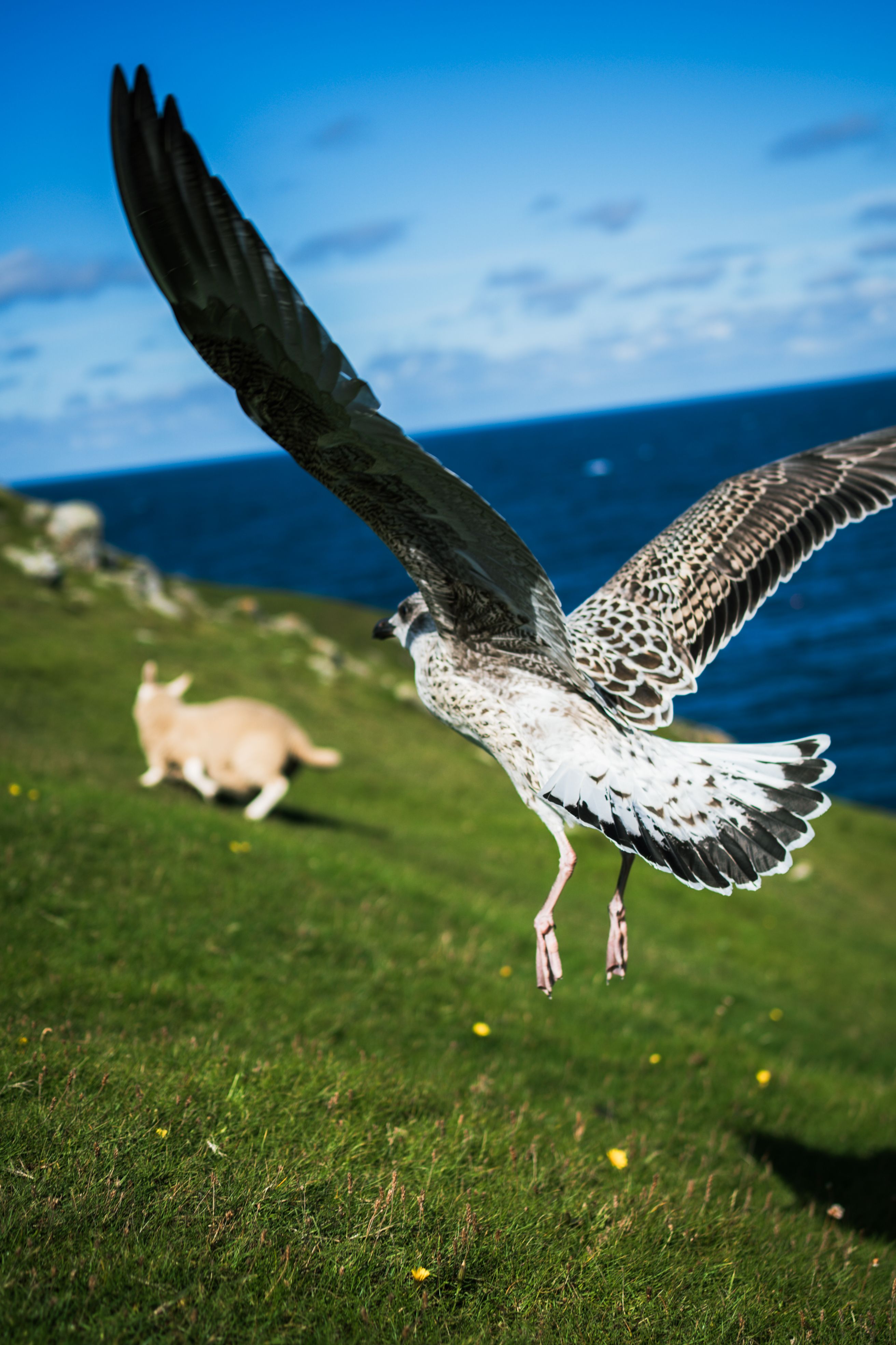 A seagull gracefully flies over a lush green coastal grassland with a clear blue ocean backdrop.