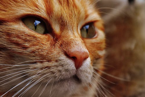 Оранжевый полосатый кот