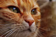 一个可爱的姜虎斑猫，有着绿色的眼睛，特写镜头详细捕捉了它错综复杂的毛皮图案