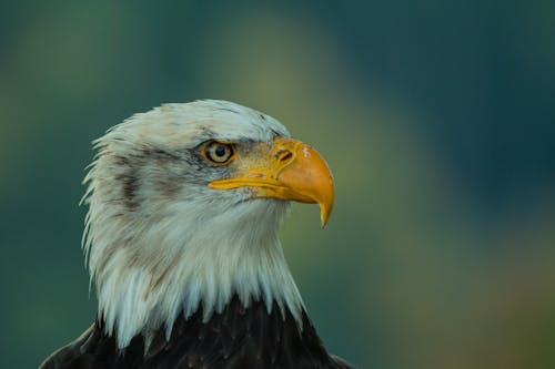 Focus Photography of White and Brown Eagle