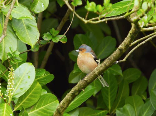 Male chaffinch perched on a branch.