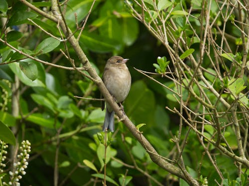 Female chaffinch perched on a branch.