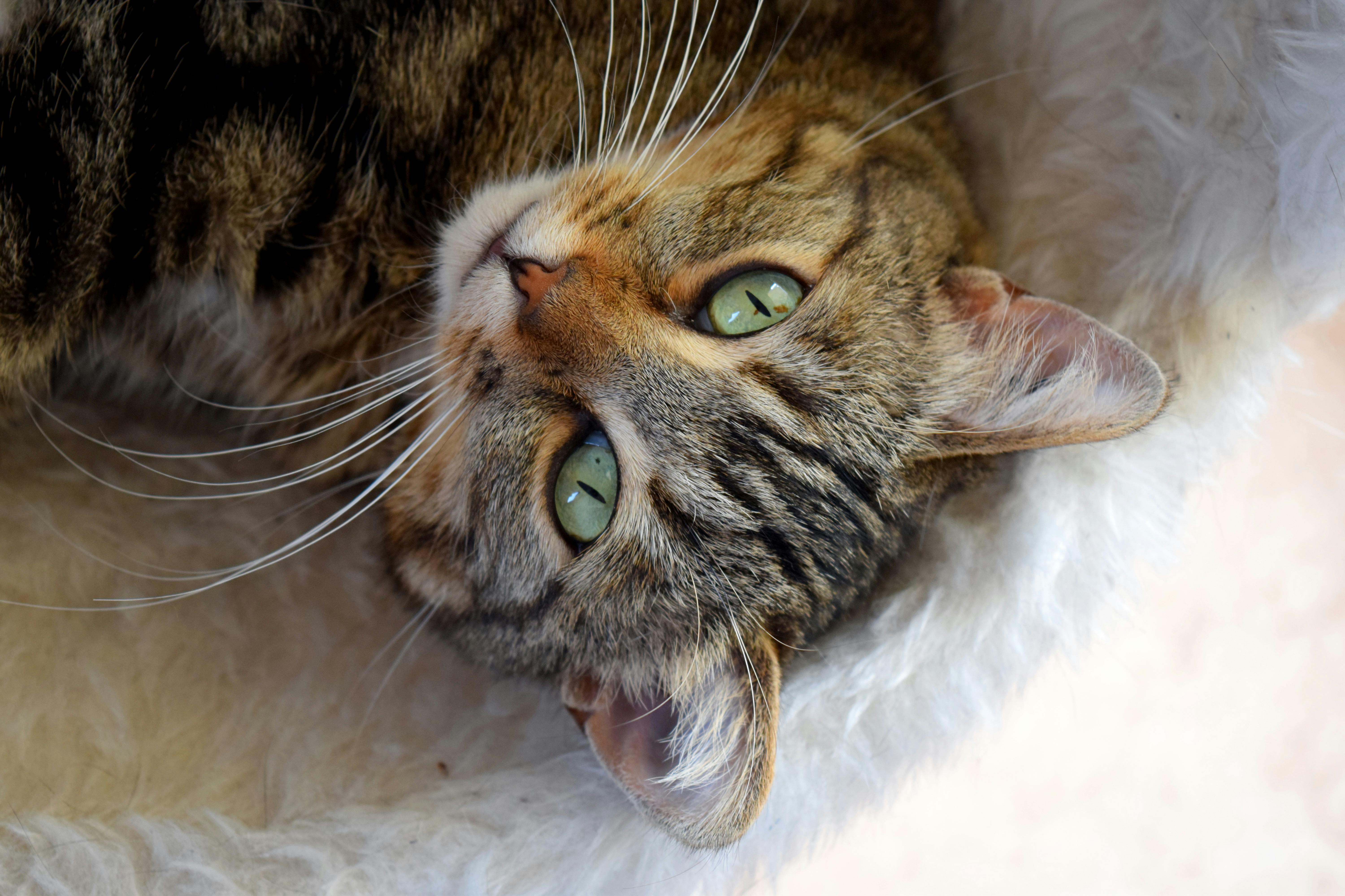 Brown Cat on Fur Mat · Free Stock Photo