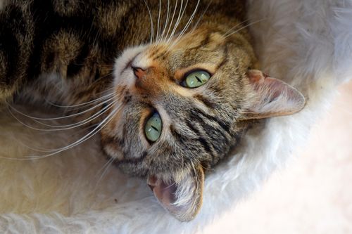 Free A cute tabby cat with green eyes lounging comfortably and looking up with whiskers visible. Stock Photo