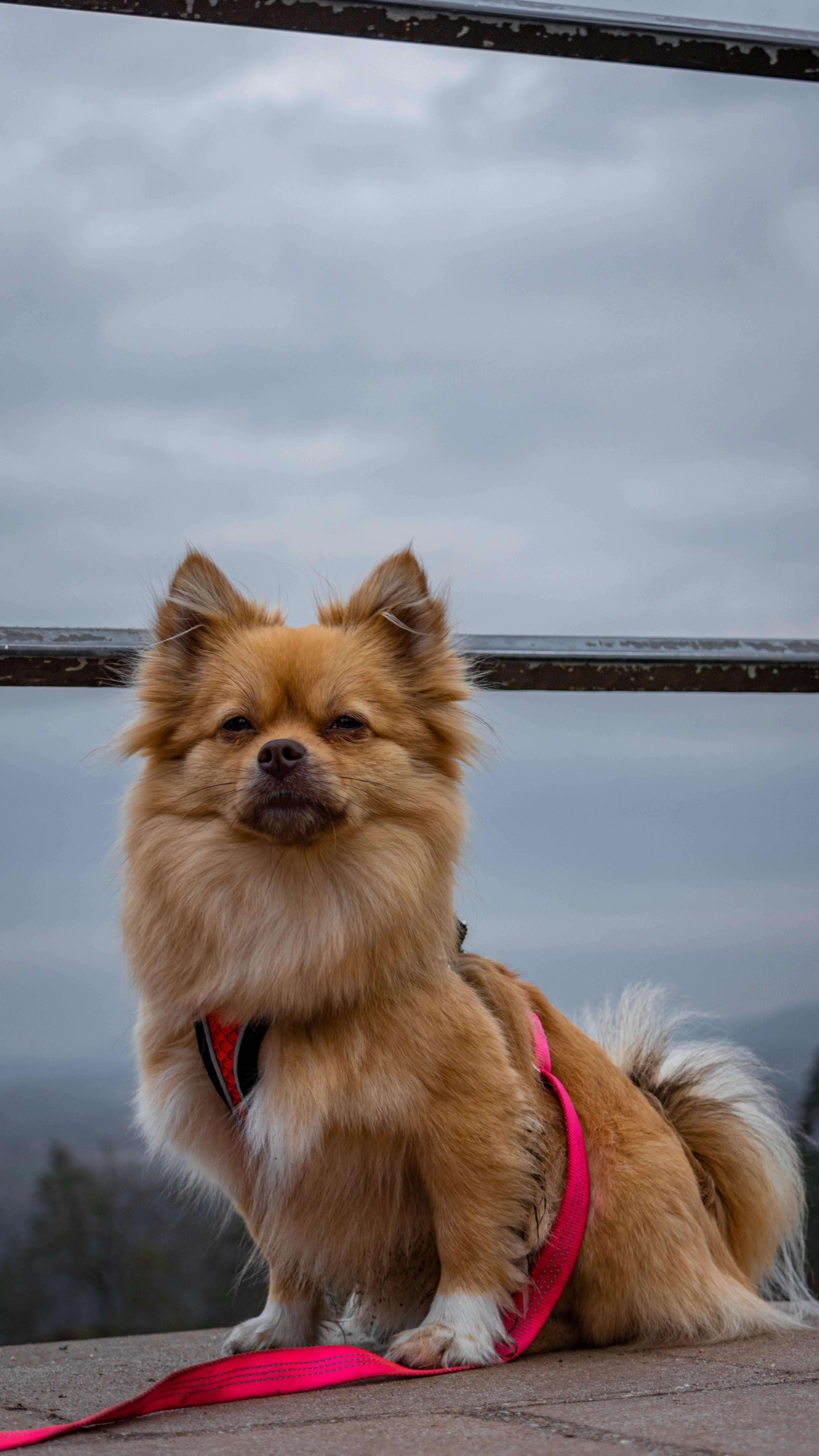 Cute Pomeranian dog wearing a red leash sitting outdoors on a cloudy day.