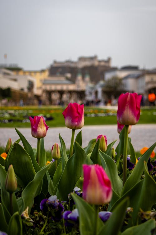Tulips in bloom in edinburgh