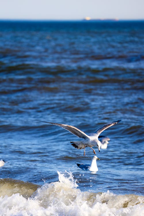 Fotos de stock gratuitas de aves, decir adiós con la mano, fotografía de animales