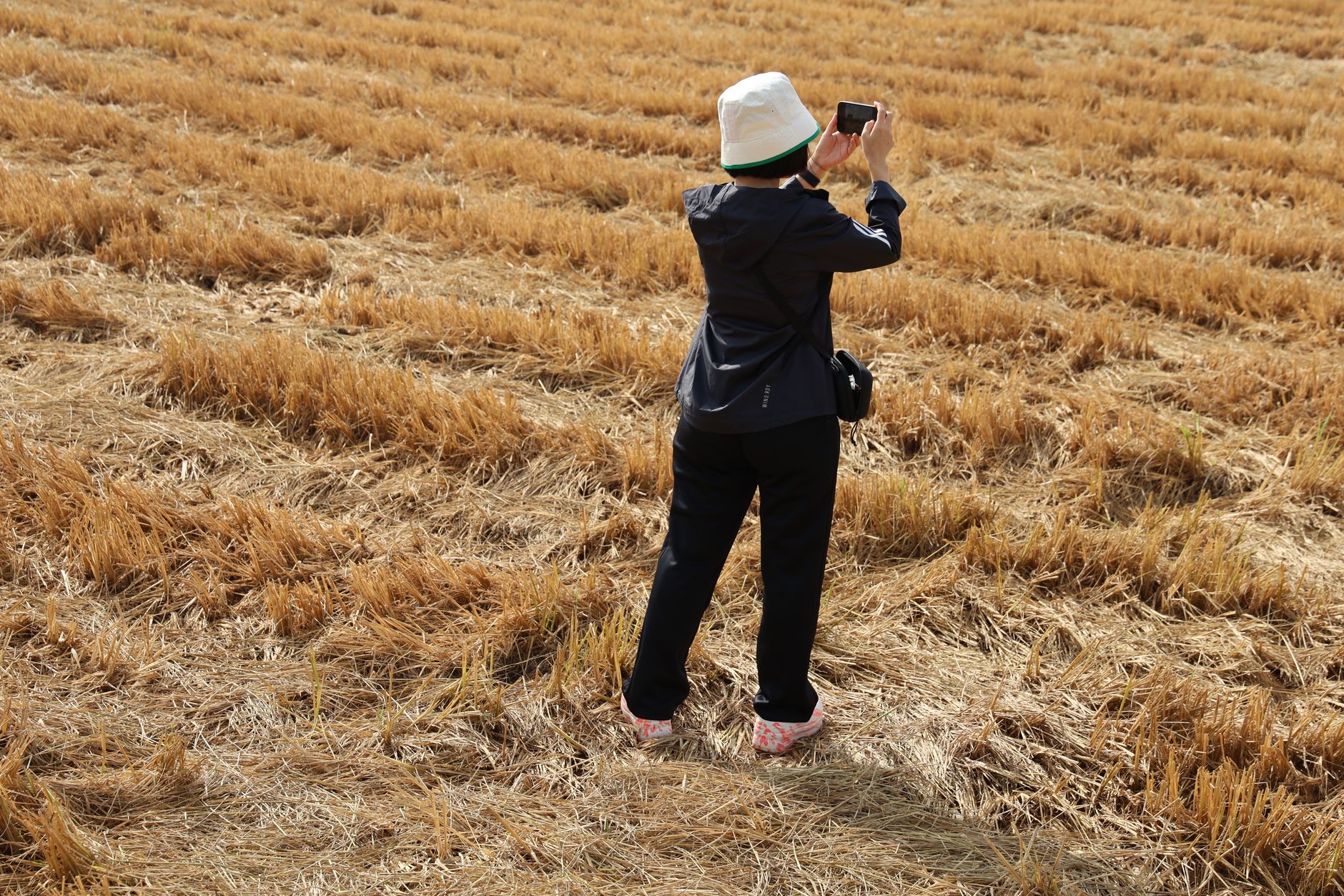 A person wearing a white hat photographs a harvested rice field in Vietnam's countryside.
