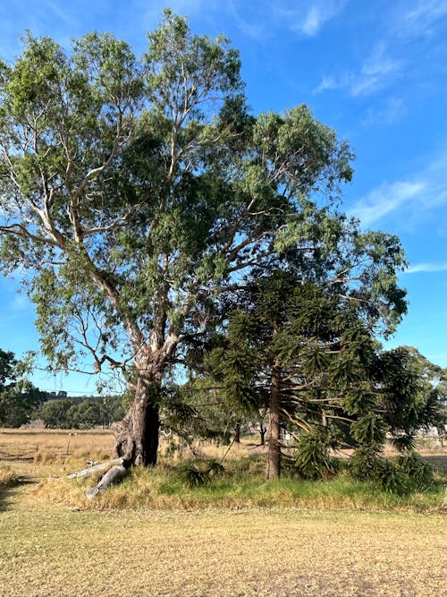 Ingyenes stockfotó gumifa, öreg fa, ősi eukaliptusz témában