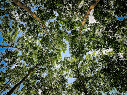 Foto profissional grátis de árvores, aumento, floresta