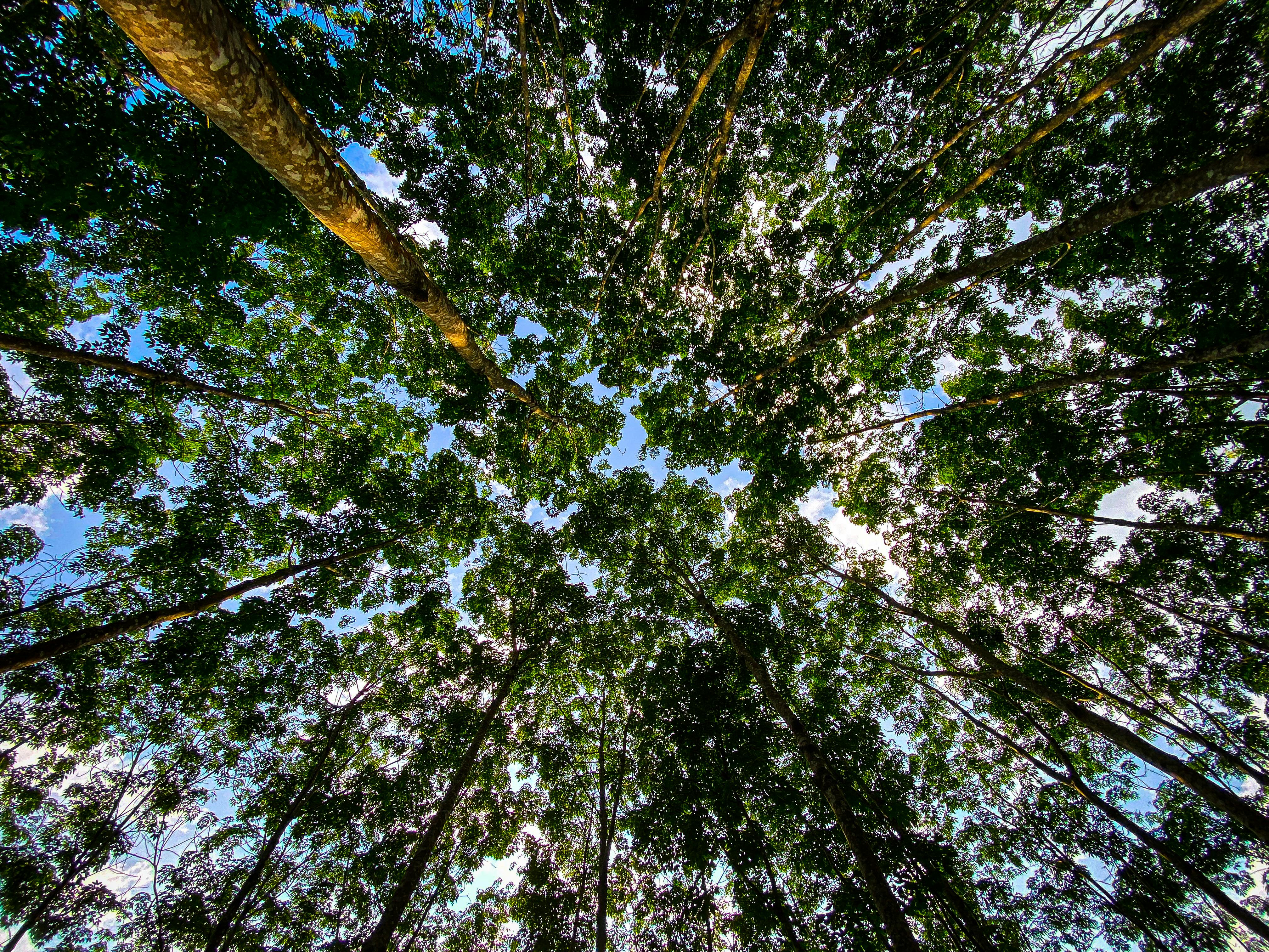 IT and Environmental, Social, and Corporate Governance (ESG), Part One: A CEO and Board Concern — Photo by Ravishka Samarakoo