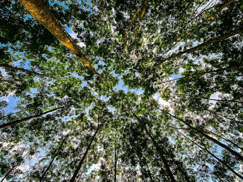 Free A view of the canopy of trees from above Stock Photo