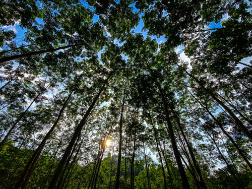 Free Tall trees form a mesmerizing canopy under a bright blue sky with sunlight filtering through. Stock Photo