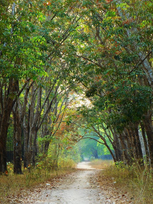 View of a Footpath between the Trees in a Forest 