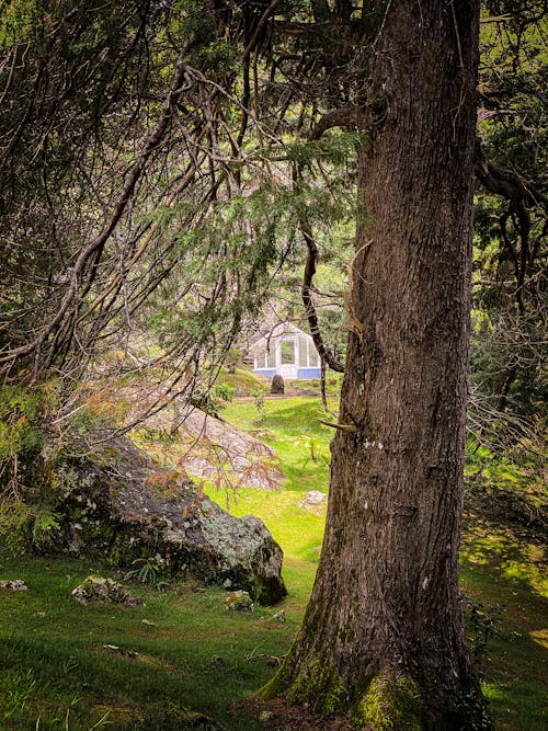 Imagine de stoc gratuită din arbori, clădire, conifer