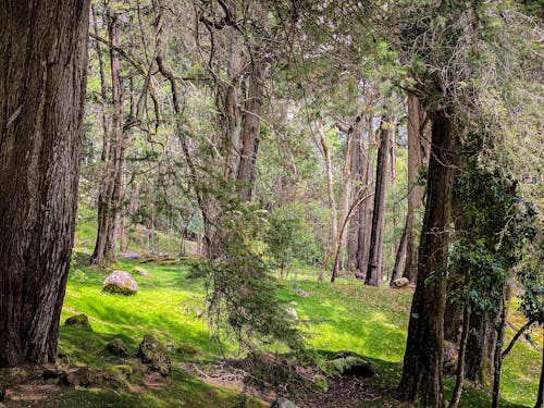 Free A forest with a green grassy area and trees Stock Photo