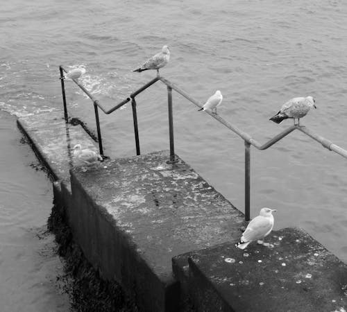 A black and white photo of seagulls on a pier