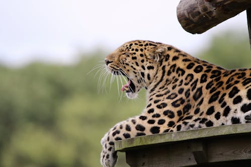 Kostenlos Leopard Gähnen Liegt Auf Braunem Holz Stock-Foto