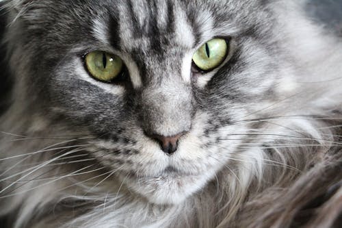 무료 회색과 흰색 Coon 고양이 스톡 사진