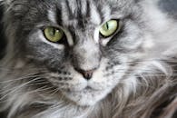 Grey and White Coon Cat