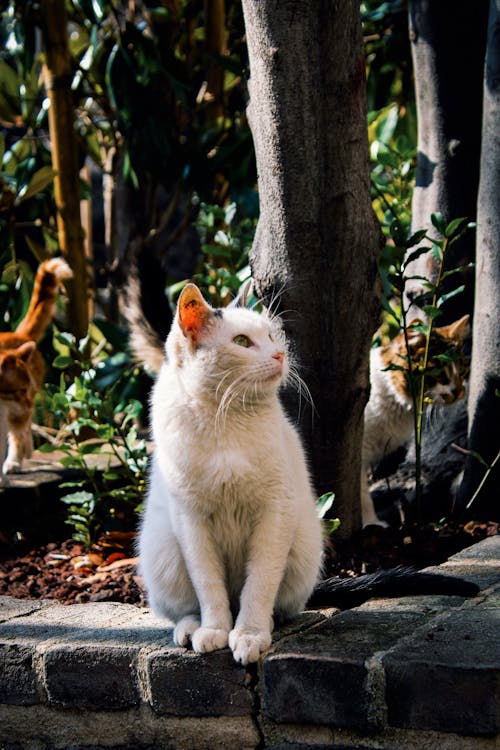 A white cat sitting on a brick wall next to some trees