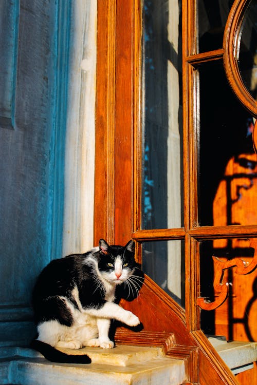 Бесплатное стоковое фото с вертикальный выстрел, деревянная рама, кошка