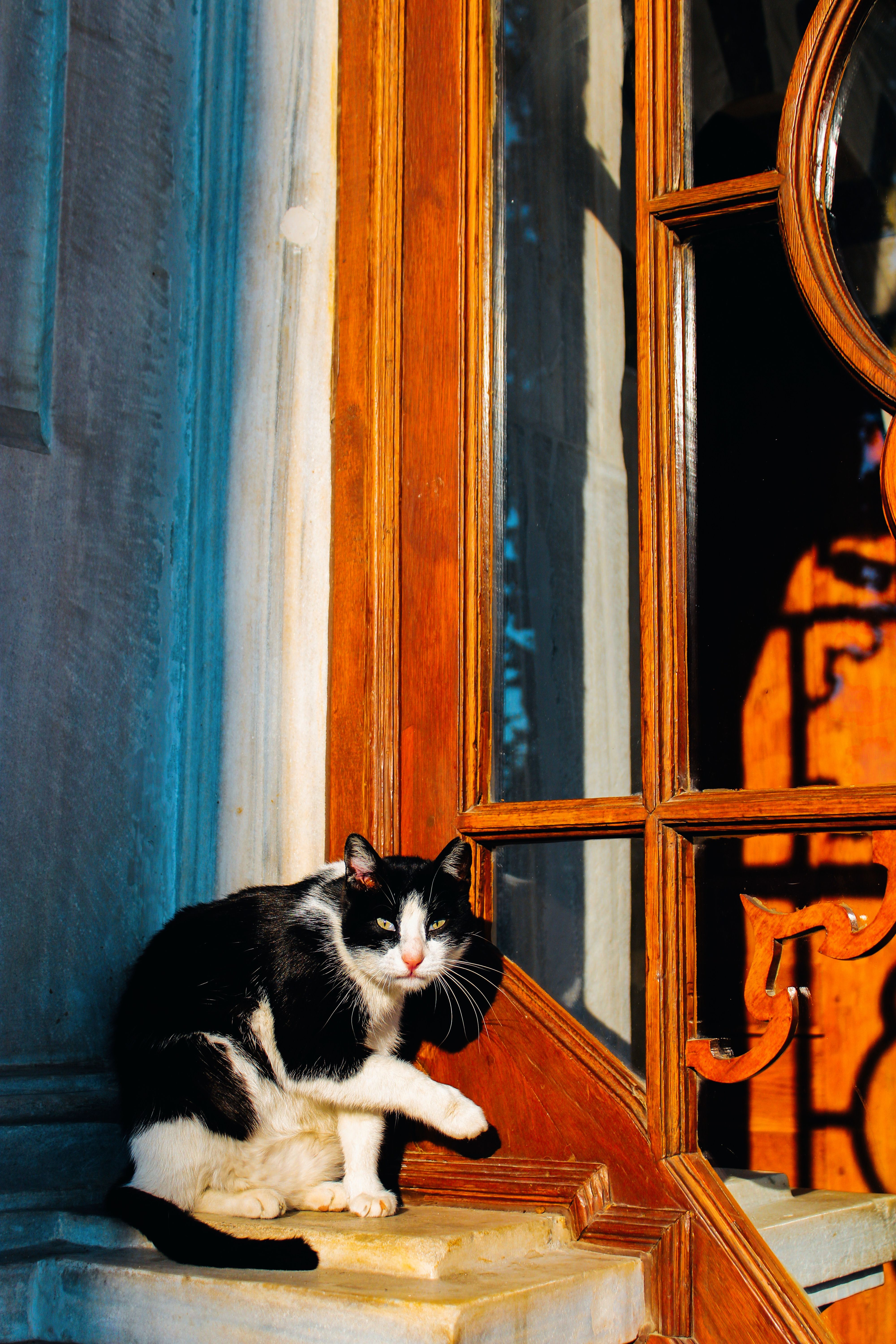 Black and White Cat Sitting by Window · Free Stock Photo