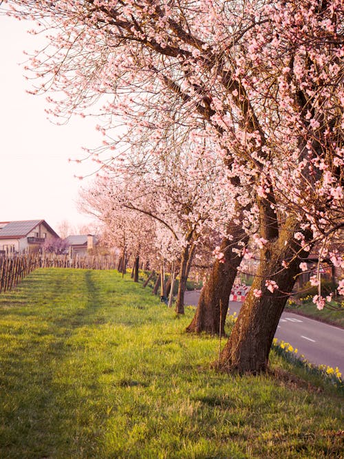 Безкоштовне стокове фото на тему «вертикальні постріл, весна, вишневий цвіт»
