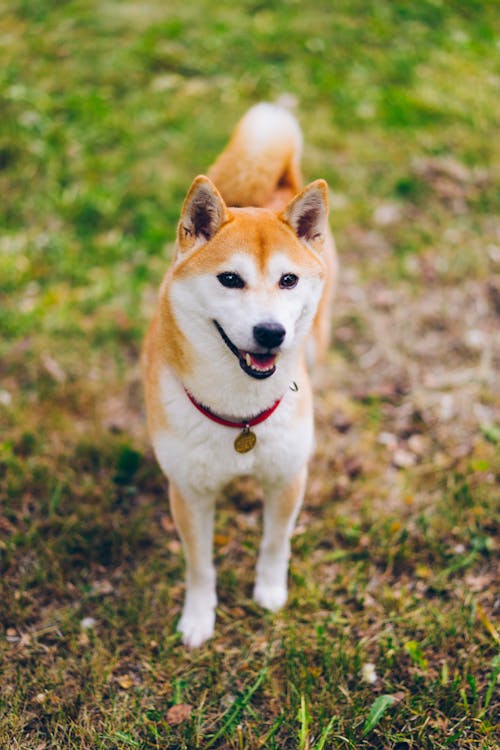A shiba inu dog is standing in the grass