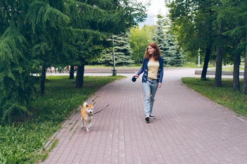 개, 걷고 있는, 골목의 무료 스톡 사진