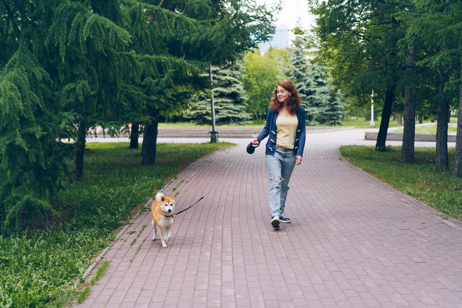 nys-dog-license-law-simple-guide-to-requirements-and-rules