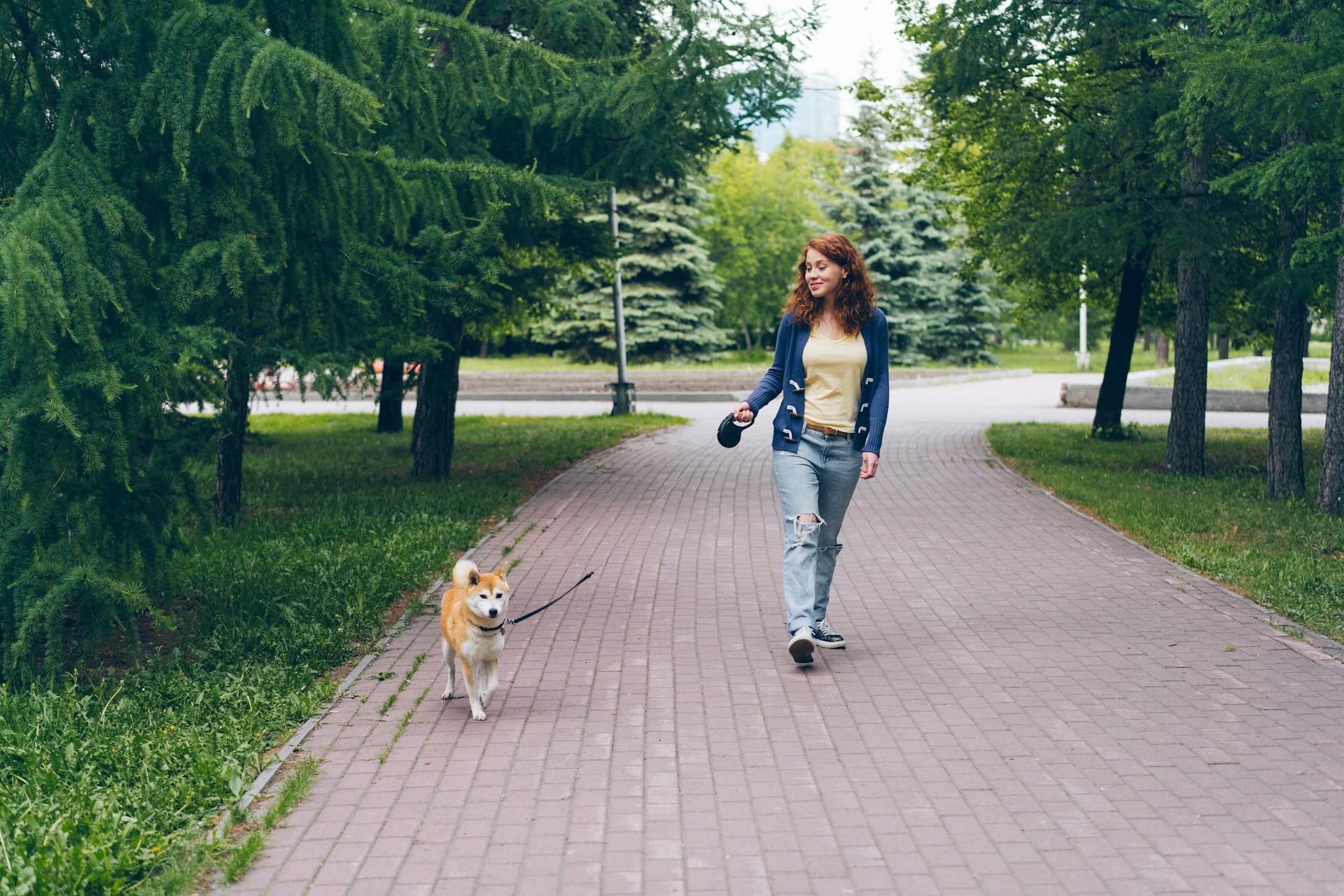 Kvinna som promenerar Shiba Inu-hund i parken